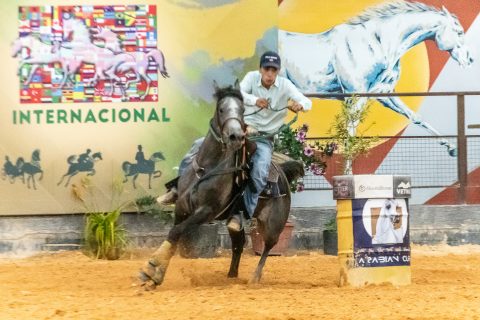 Exposições do Cavalo Árabe em Tatuí (SP) elevam a excelência da raça