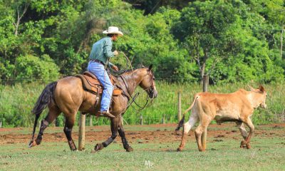 Marcos Oliveira e a sua história no meio do cavalo e no treinamento de Laço - Parte 1