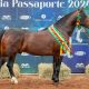 Pato Branco passaporteia mais oito Cavalos Crioulos para a Final na Expointer 2024