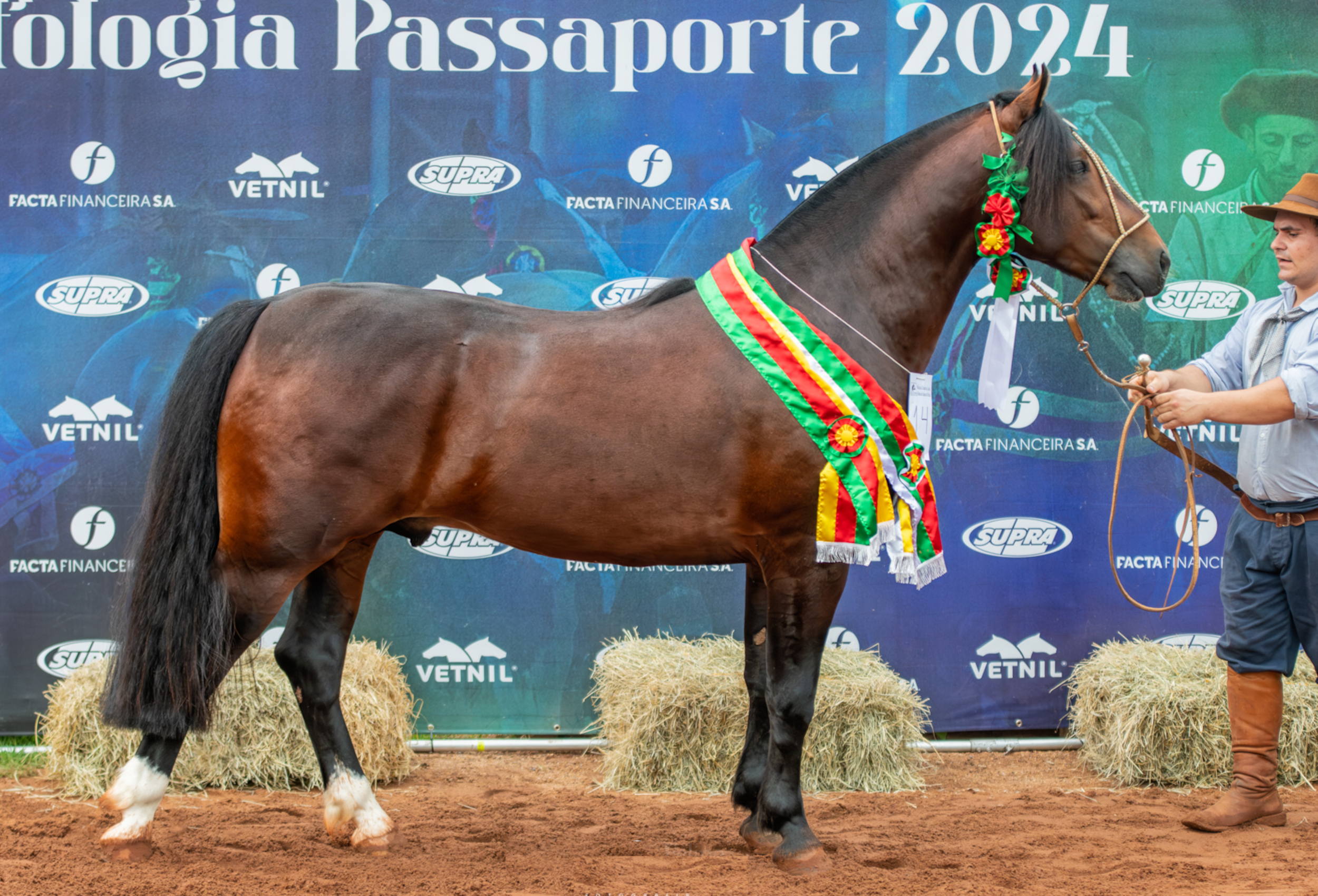 Pato Branco passaporteia mais oito Cavalos Crioulos para a Final na Expointer 2024