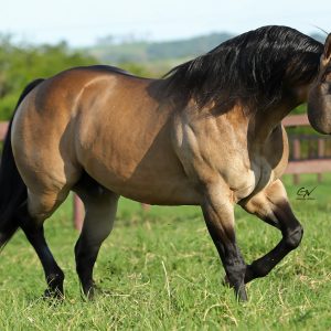 Pentacampeão Mundial em Laço, Dual Patron terá duas potras à venda no 13º Leilão Quarter Horse In Family