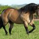 Pentacampeão Mundial em Laço, Dual Patron terá duas potras à venda no 13º Leilão Quarter Horse In Family