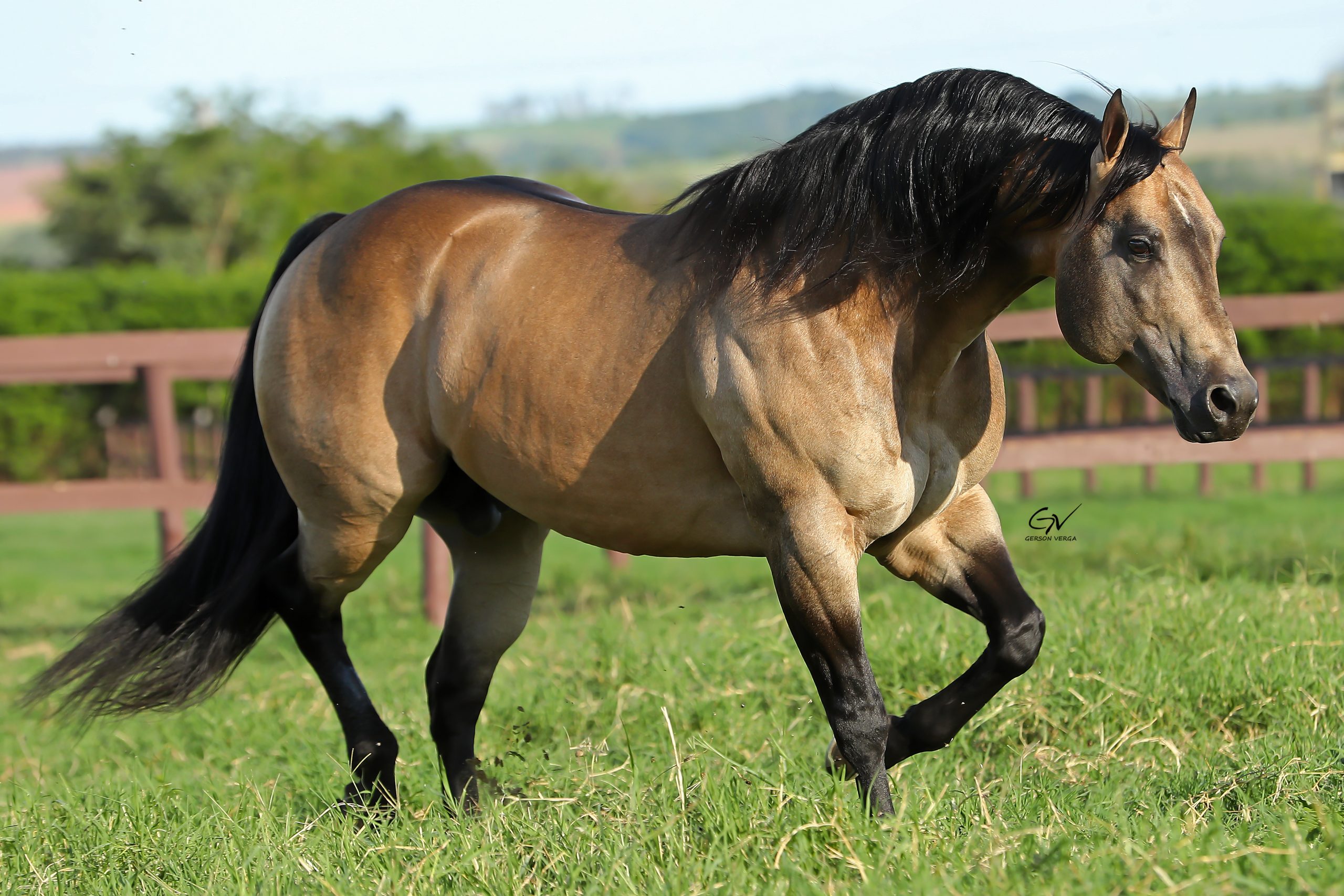 Pentacampeão Mundial em Laço, Dual Patron terá duas potras à venda no 13º Leilão Quarter Horse In Family