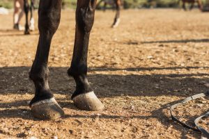 Periostite em equinos: saiba quais são as causas