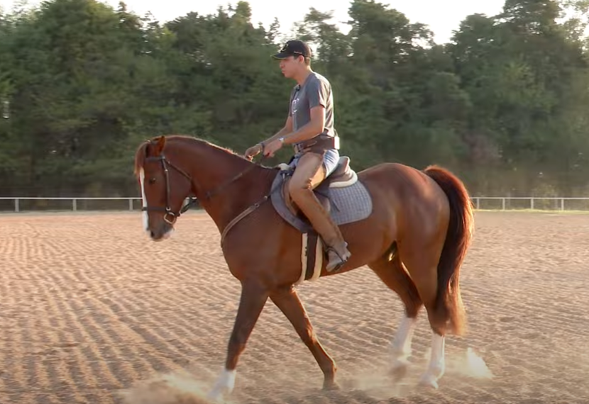 Saiba como funciona o treino de um cavalo antes de uma prova de Salto