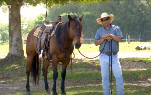 Saiba o que fazer quando o cavalo fica muito tempo sem sela