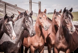 Cavalo Crioulo celebra crescimento de provas seletivas e esportivas