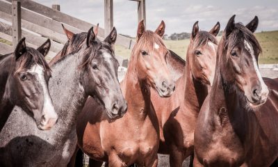 Cavalo Crioulo celebra crescimento de provas seletivas e esportivas