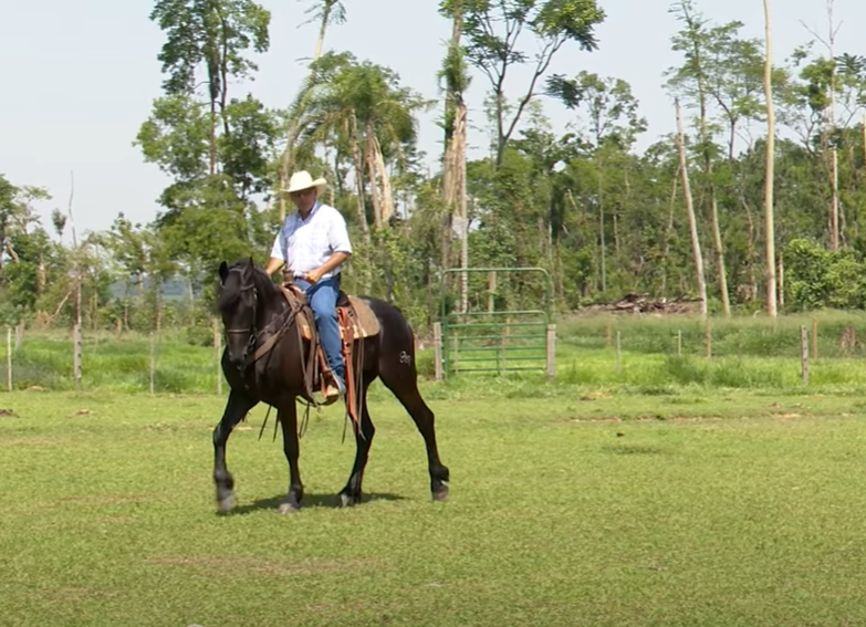 Cavalo leve de raça pesada para o adestramento