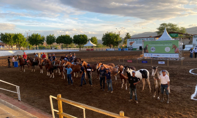 Cidade de Jequié (BA) recebe a 1ª Exposição Especializada em Cavalos Mangalarga e Campolina