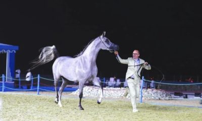 Criação brasileira do Cavalo Árabe obtém excelentes resultados na World Arabian Horse Championship