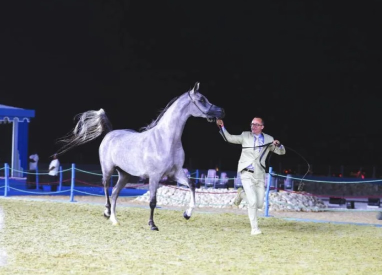 Criação brasileira do Cavalo Árabe obtém excelentes resultados na World Arabian Horse Championship