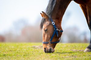 Cuidados com a alimentação dos cavalos são essenciais para a produtividade