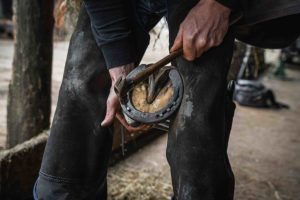 Dia do Ferrador reforça a importância da profissão no meio equestre