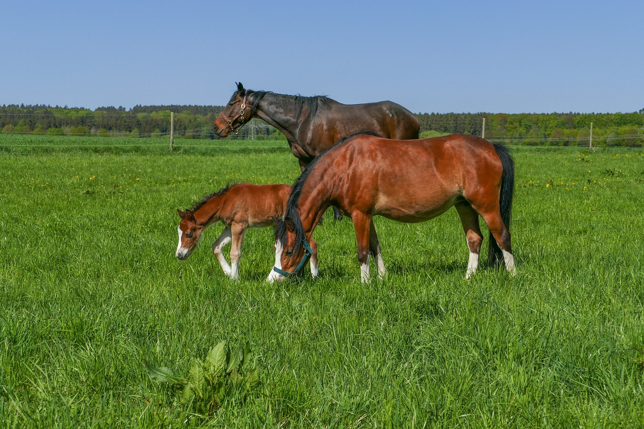 Equinos enfrentam mais problemas de saúde durante o verão