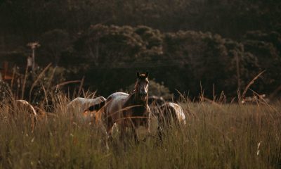 Esquema fraudulento de cavalos afeta cerca de 30 pessoas nos Estados Unidos