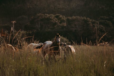 Esquema fraudulento de cavalos afeta cerca de 30 pessoas nos Estados Unidos