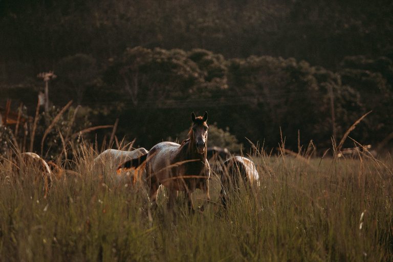 Esquema fraudulento de cavalos afeta cerca de 30 pessoas nos Estados Unidos