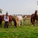 Haras ESJ Arabians contribui fortemente para o fomento do cavalo Árabe