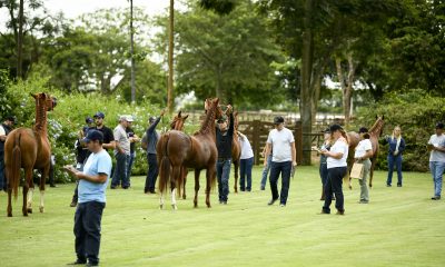 Primeiro curso 'Cavalo Mangalarga na Prática Criação e seleção' aconteceu em Itapetininga (SP)
