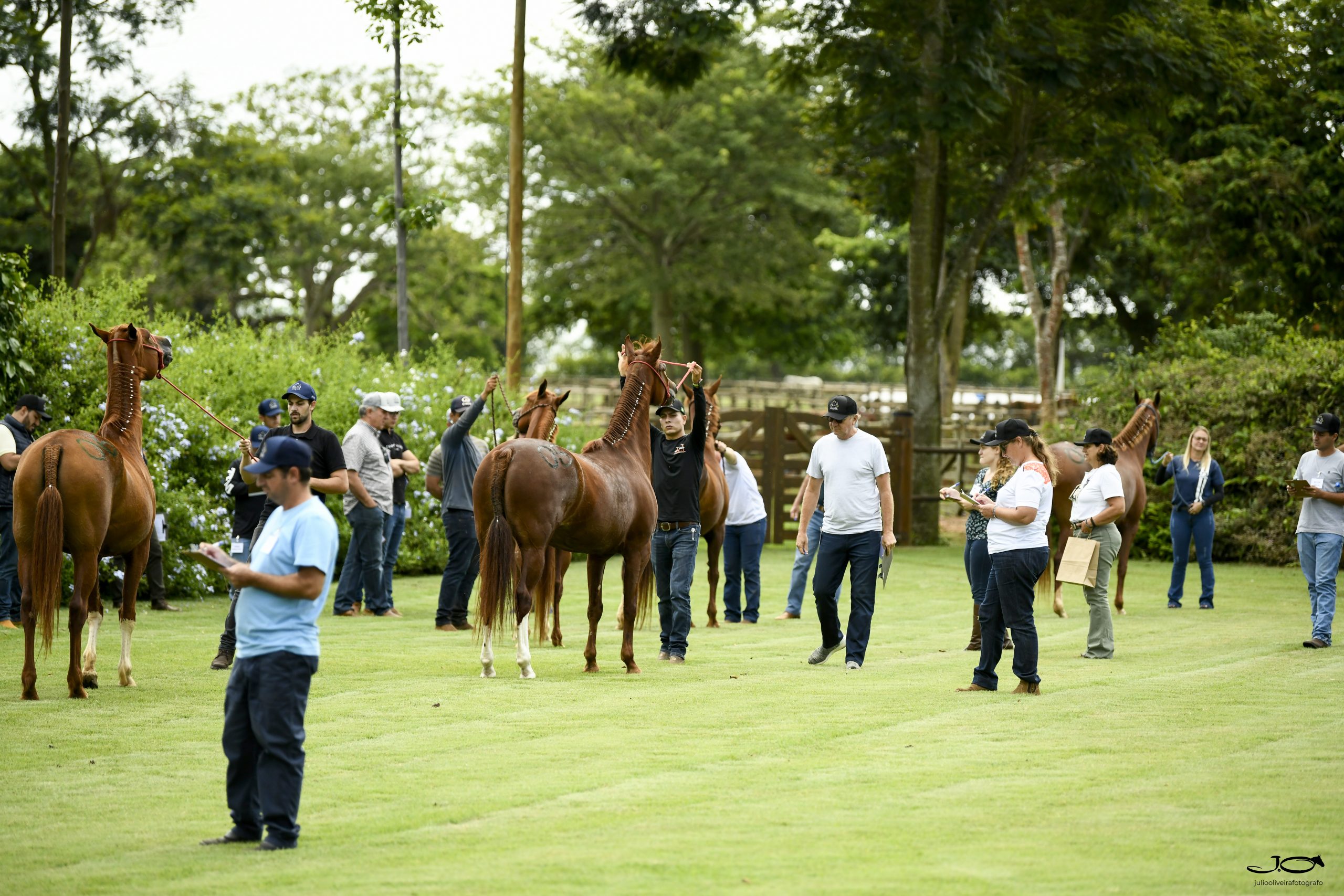 Primeiro curso 'Cavalo Mangalarga na Prática Criação e seleção' aconteceu em Itapetininga (SP)