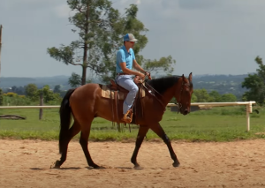 Saiba como conseguir transições precisas e suaves com o seu cavalo