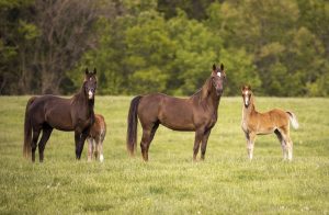 Saiba quais são os cuidados necessários com a higiene do cavalo