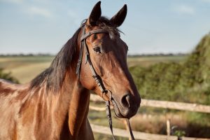 Saiba quais são os problemas mais comuns nos cavalos durante os dias quentes