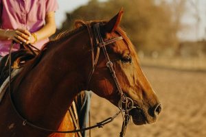 Um futuro que se concretiza diariamente motiva a criação B2B Ranch em evoluir e diversificar