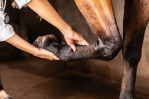 Artrose em equinos: doença degenerativa das articulações gera grandes limitações aos cavalos