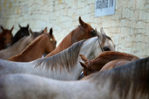 CEPEA e ESALQ-USP realizam pesquisa de população de equídeos no Brasil