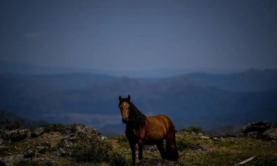 Cavalos Garranos usados no Império Romano estão ameaçados de extinção em Portugal