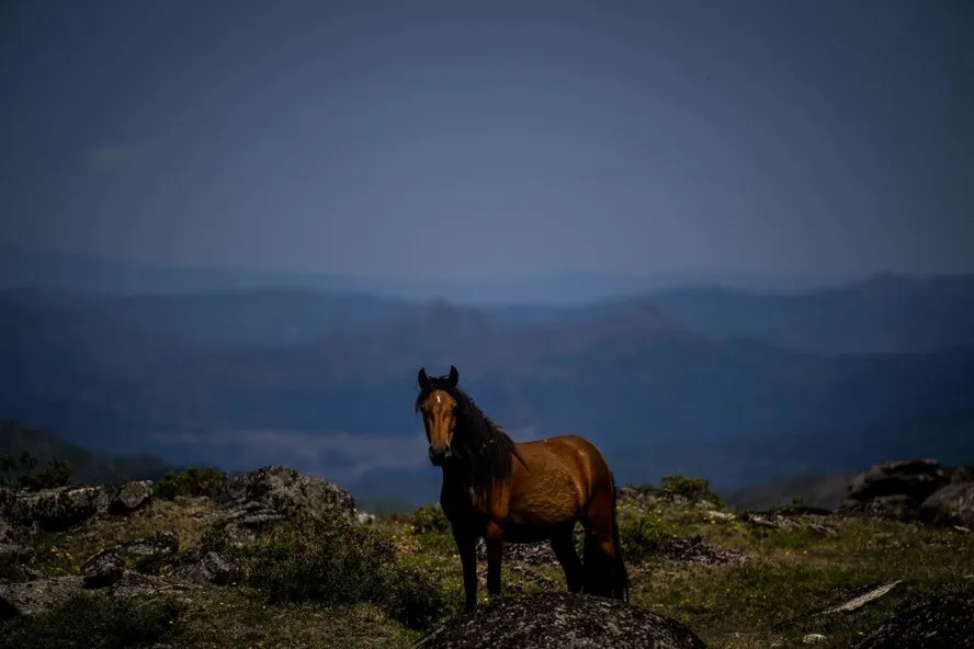 Cavalos Garranos usados no Império Romano estão ameaçados de extinção em Portugal