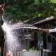 Confira algumas dicas de como dar banho em seu cavalo