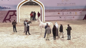 Criação nacional de Cavalo Árabe segue em ascensão nas exposições internacionais