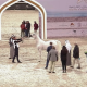 Criação nacional de Cavalo Árabe segue em ascensão nas exposições internacionais