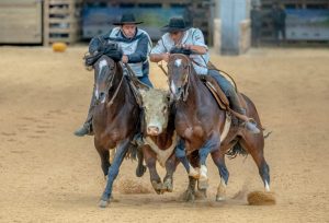 Divisão de seletivas de Santa Catarina e Paraná é novidade no ciclo de classificatórias ao Freio de Ouro