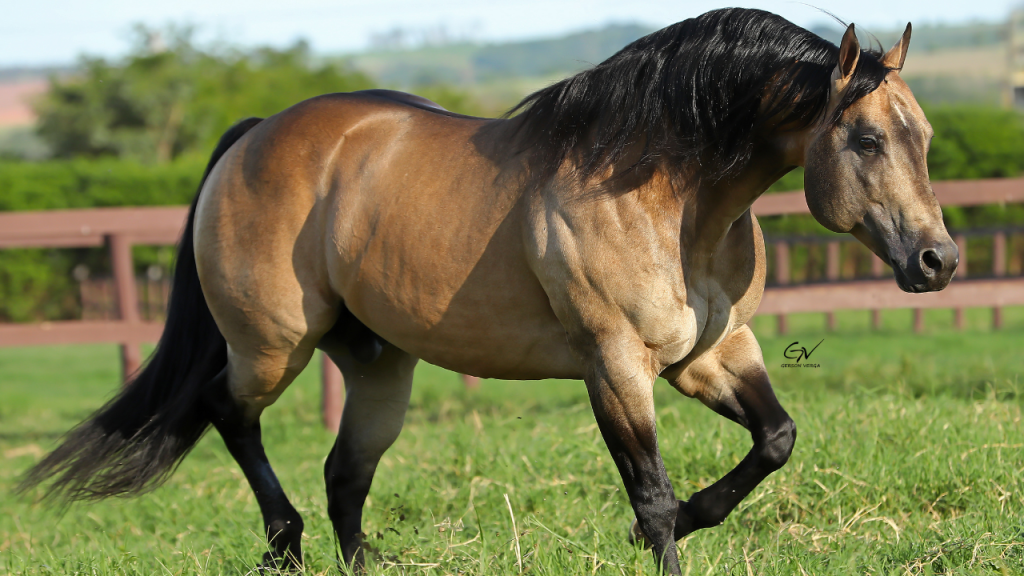 Haras Império ofertará produção de seus garanhões no Leilão Genetic Festival – Working Edition