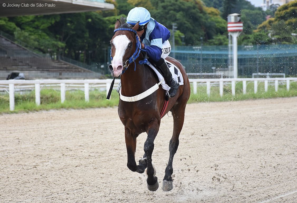 Passionaddo Rach vence páreo na abertura da temporada 2024 de corridas do cavalo Árabe