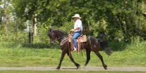 Saiba como desenvolver a leveza do seu cavalo nas mudanças de velocidade e ritmo