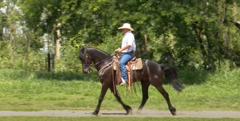 Saiba como desenvolver a leveza do seu cavalo nas mudanças de velocidade e ritmo
