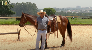 Saiba como voltar ao trabalho com um cavalo de sela que está parado