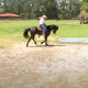 Saiba quando pode ser útil treinar o cavalo em um espaço apertado