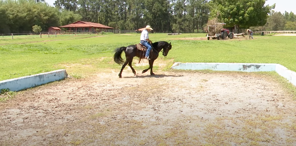 Saiba quando pode ser útil treinar o cavalo em um espaço apertado