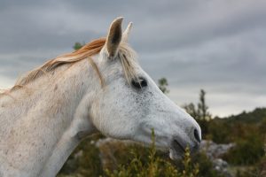 Uruguai confirma caso de encefalomielite equina em um ser humano