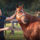 Wesley Safadão é dono do segundo cavalo mais caro do Brasil