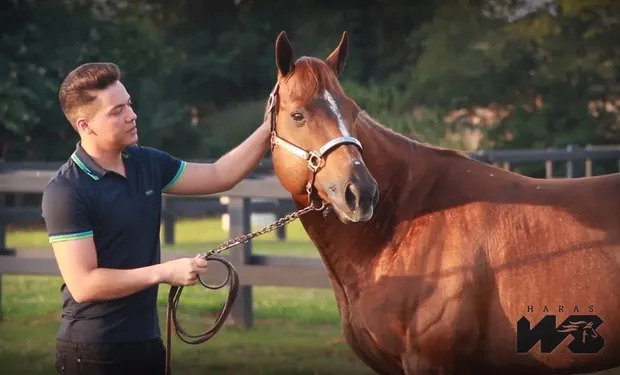 Wesley Safadão é dono do segundo cavalo mais caro do Brasil