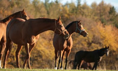 A importância das vitaminas do complexo B para os cavalos