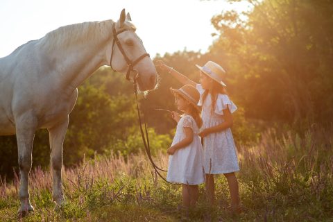 Aprenda a compreender a linguagem dos cavalos