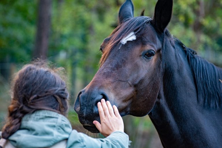 Artigo revela que cavalos reconhecem a tristeza e alegria em seres humanos